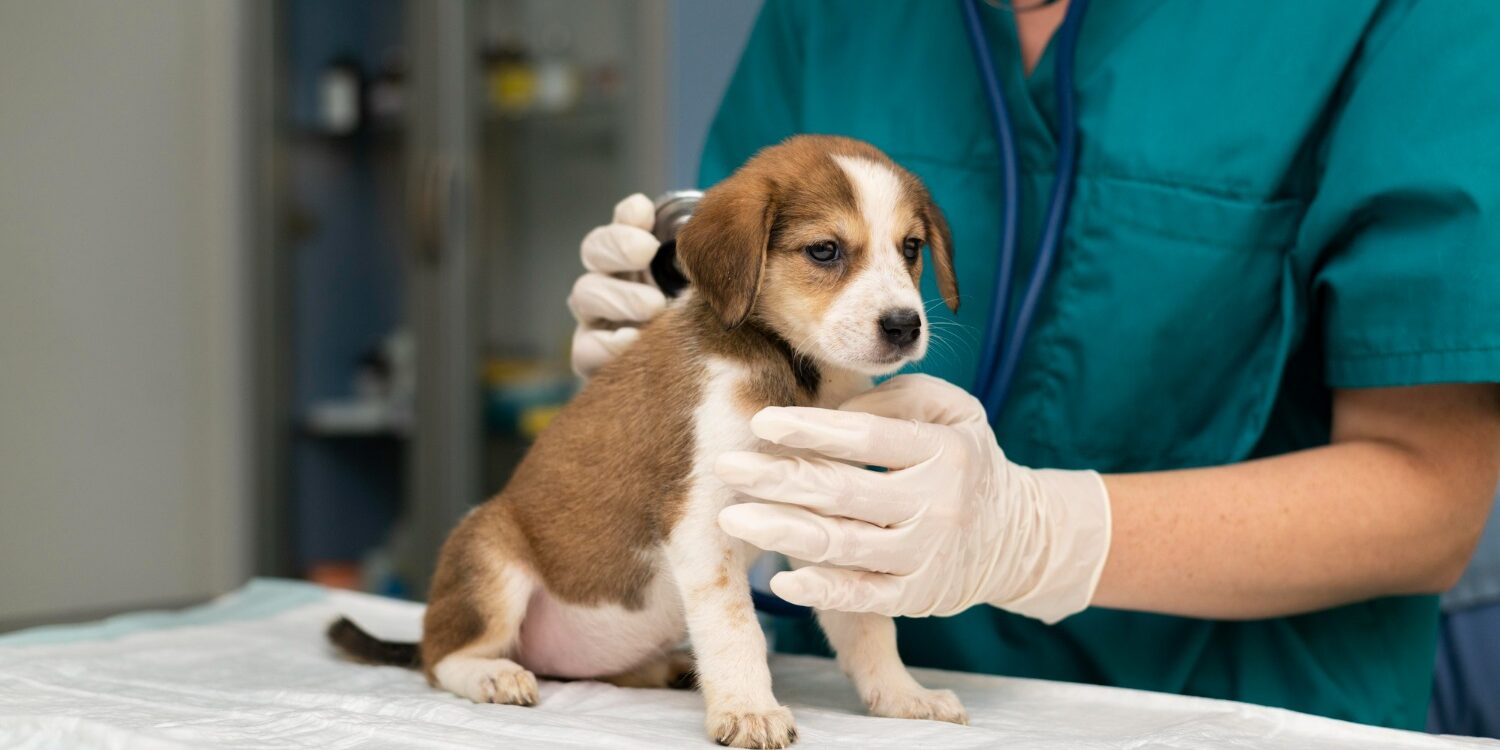 Importancia de las suturas veterinarias en cirugía animal