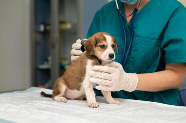 Importance of Veterinary Sutures in Animal Surgery